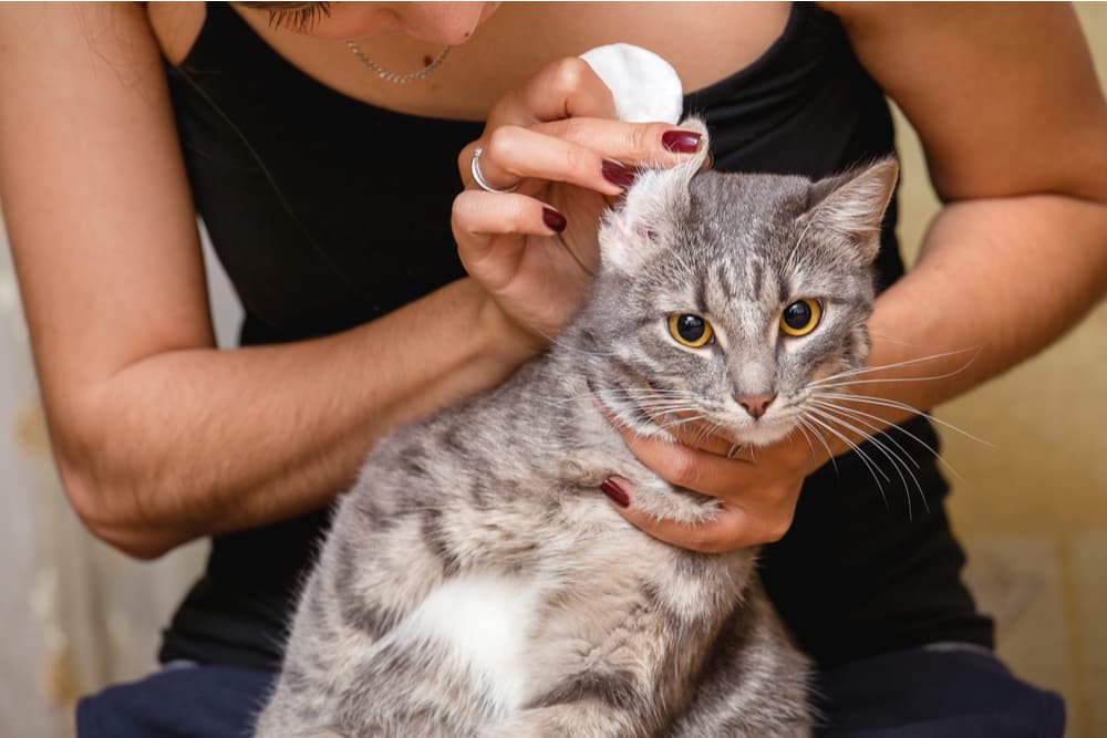 Owner holding up a cotton pad to help clean cat's ears