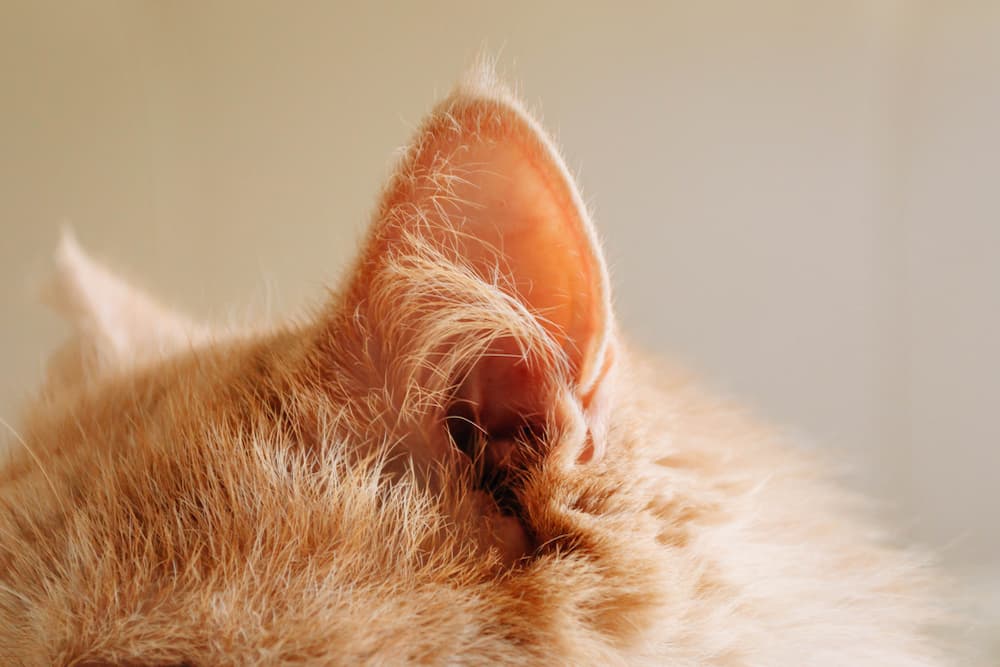 Close up of cat's ears needing to be cleaned with a cat ear cleaner