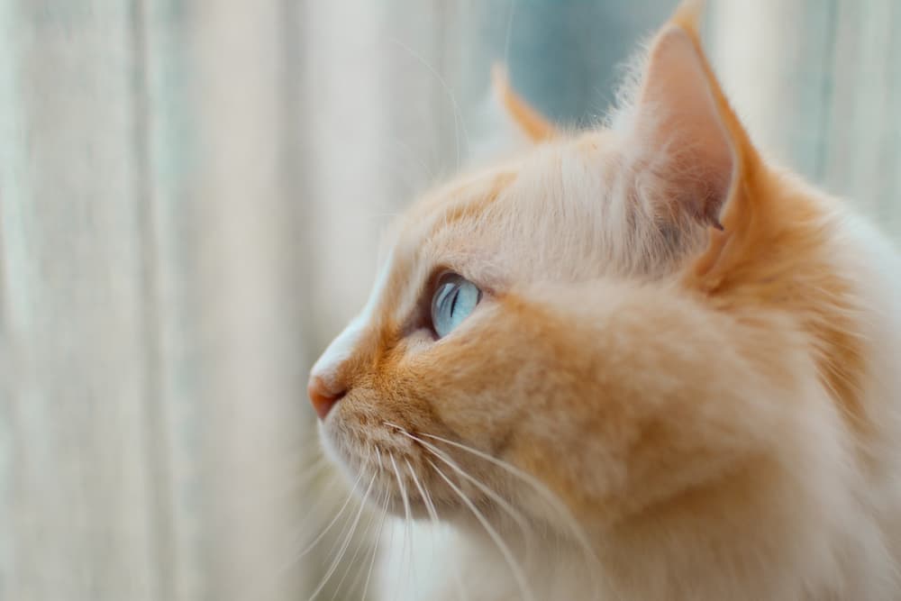 Cat Ear Cleaners: 7 Picks Recommended by Vets