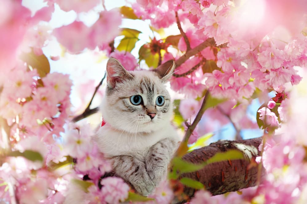 7 Best Flower Cat Trees for Springtime Play