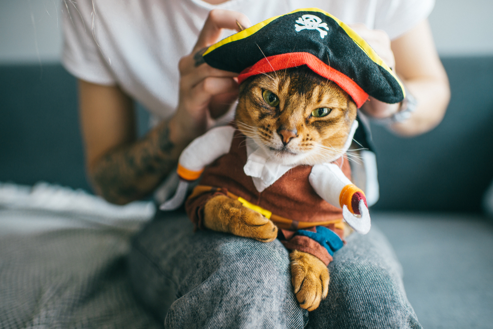 8 Best Halloween Costumes for Cats in 2024