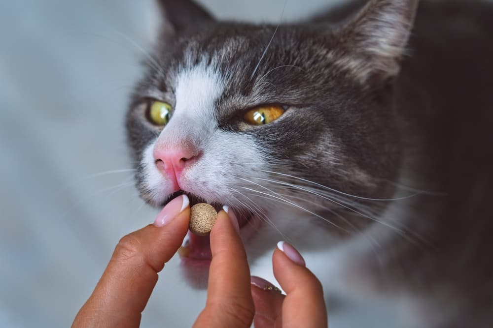 Cat taking a supplement from owner