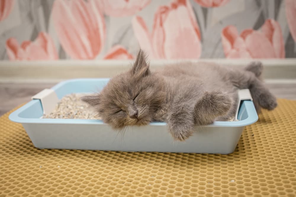 https://www.vetstreet.com/wp-content/uploads/2023/05/cat-litter-box-mats-guide.jpg