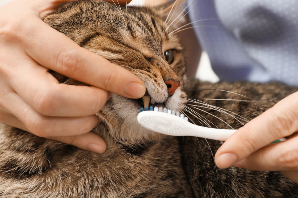 Cat having teeth brushed