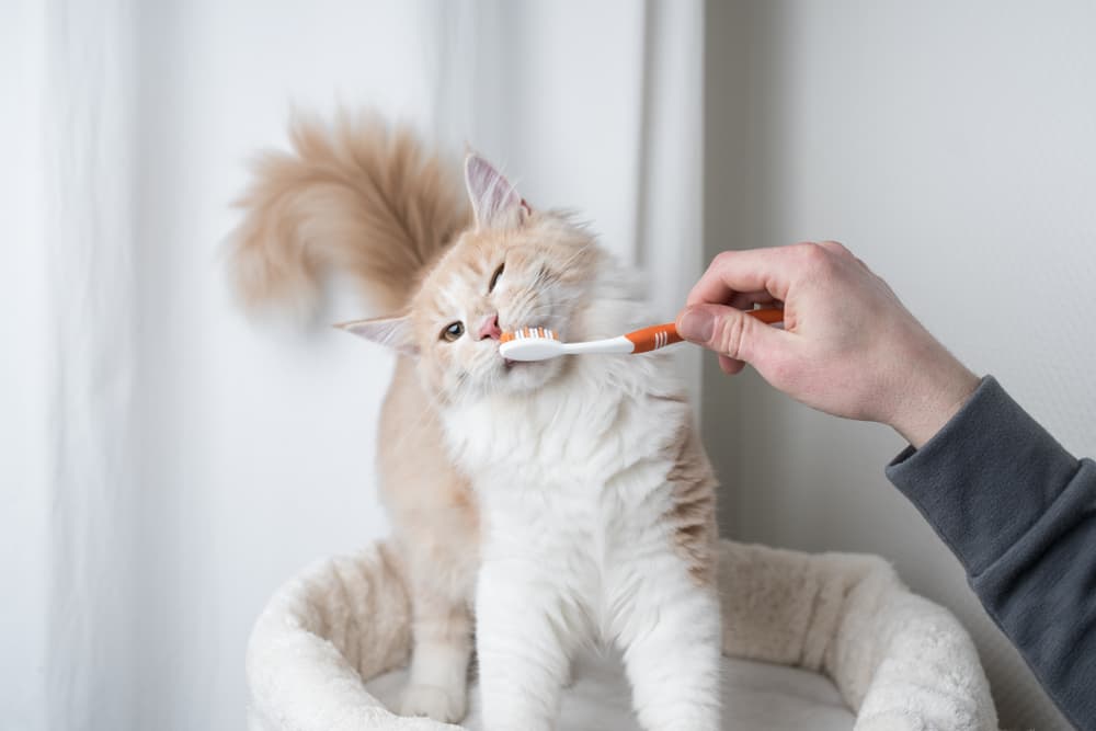 Cat having teeth brushed