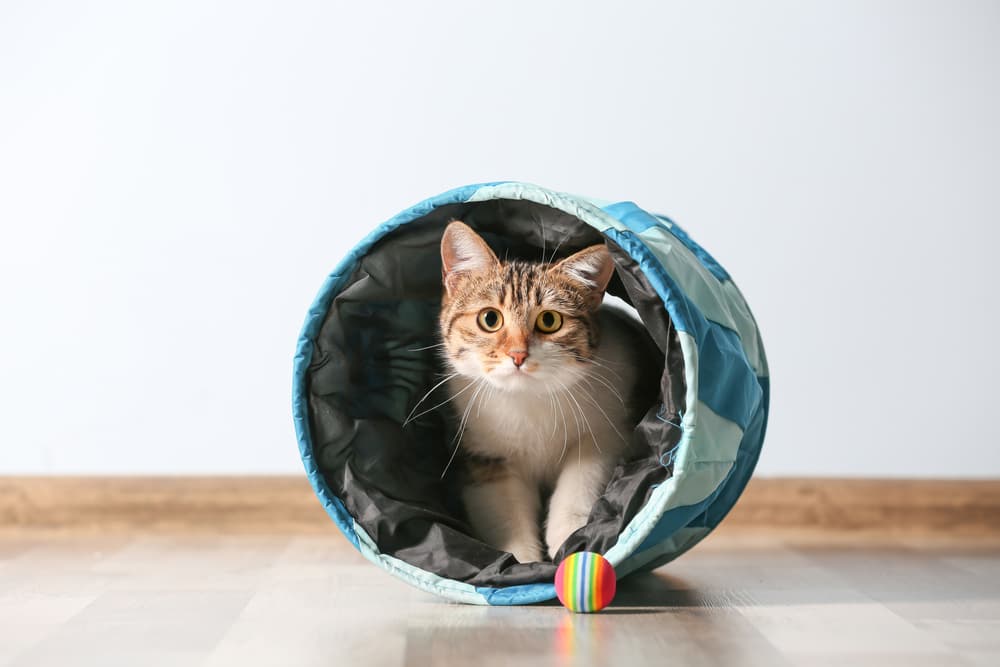 6 Best Cat Tunnels of 2024
