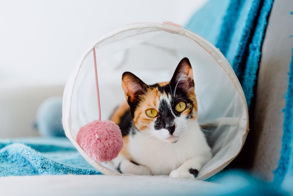 Cat playing in a cat tunnel at home in a blanket