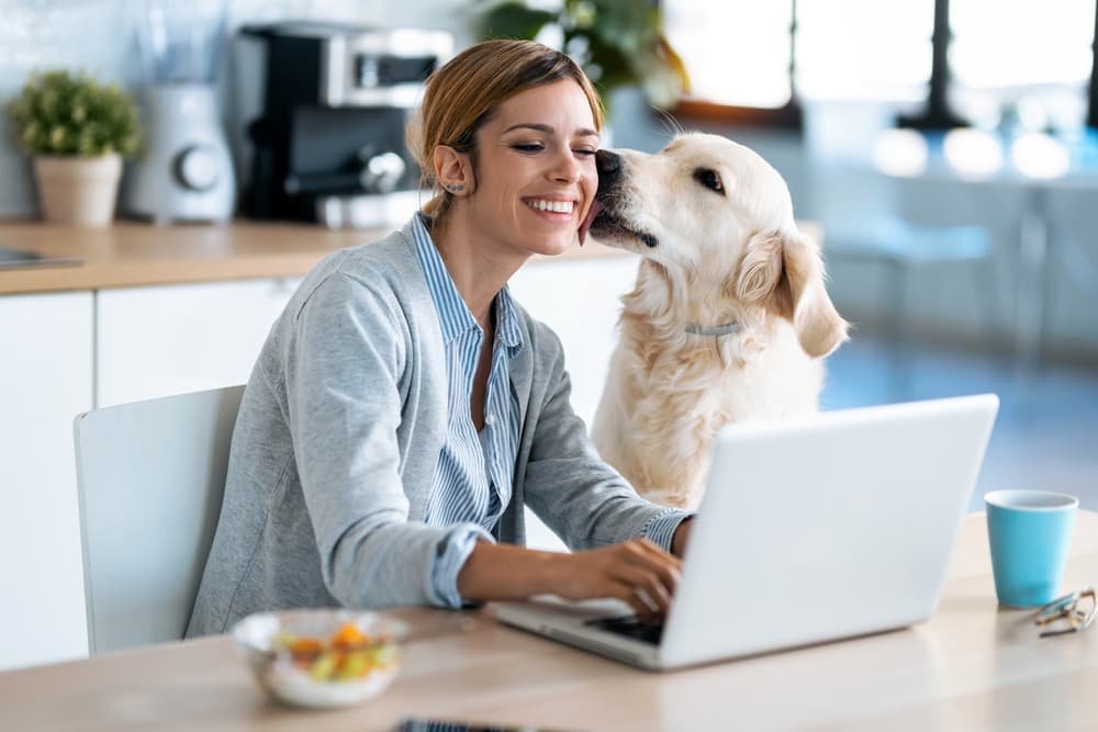 Dog smiling in the kitchen with owner at laptop