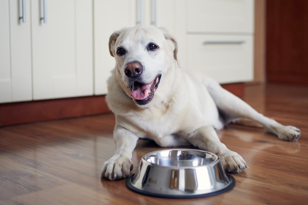 9 Best Chicken-Free Dog Foods of 2024