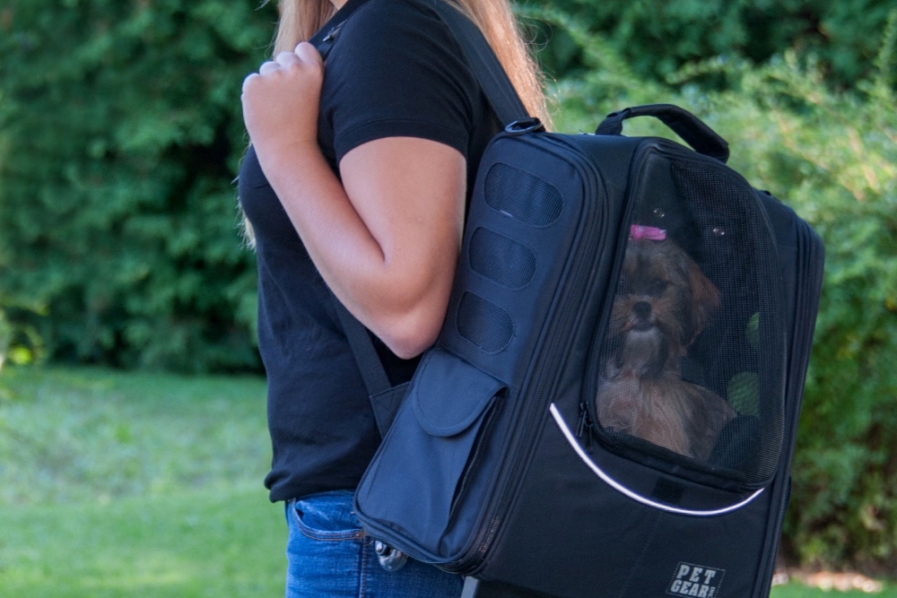 Terrier in backpack carrier