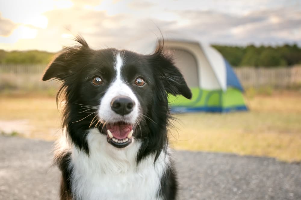 Dog traveling with owner at a campsite