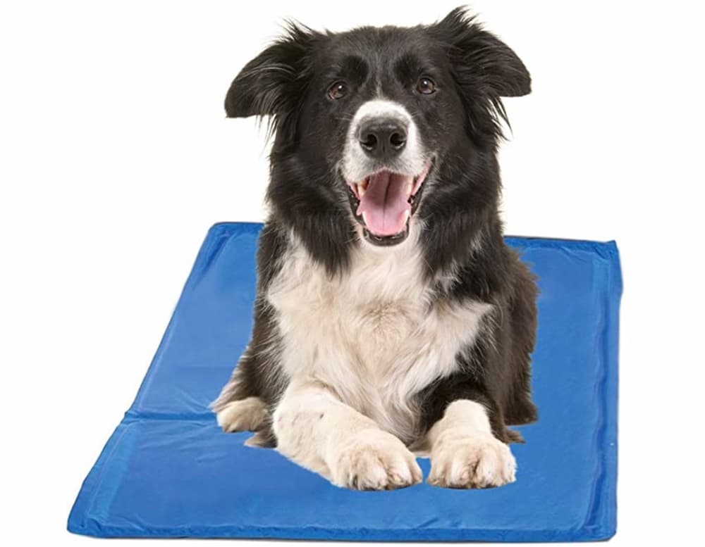 Dog laying on cooling pad