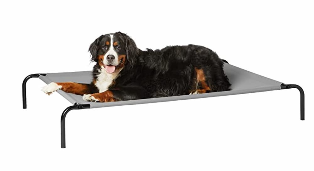 Dog laying in elevated dog bed