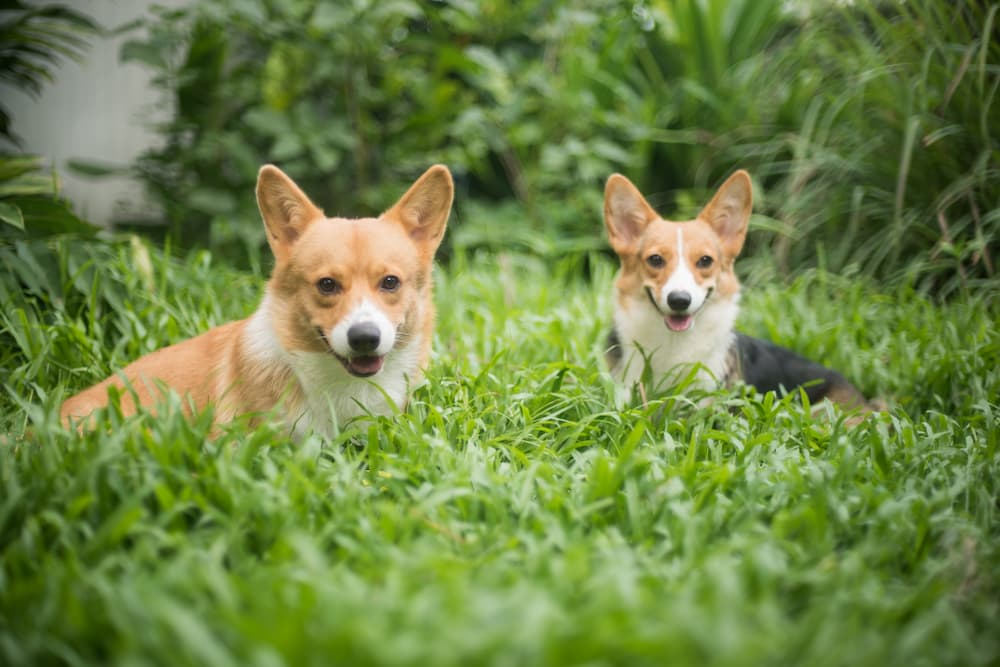 Two corgis that are very warm in summer sitting in the grass outdoors