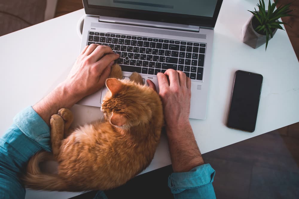 Cat sitting with owner on laptop