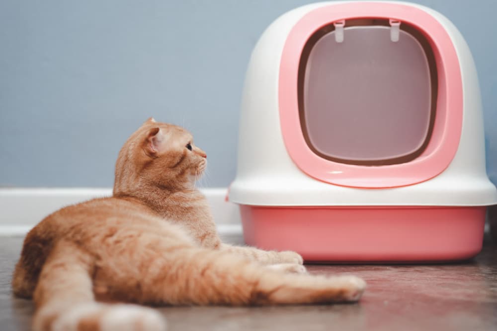 8 Best Covered Cat Litter Boxes of 2023