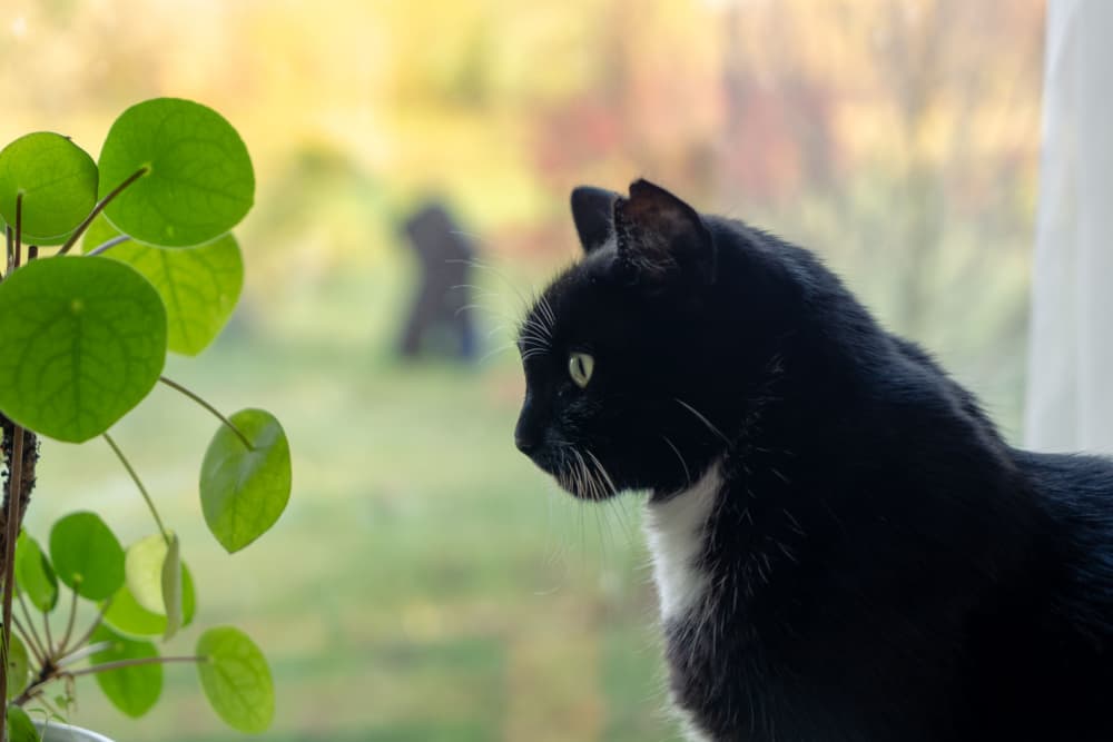 Cat looking out the window