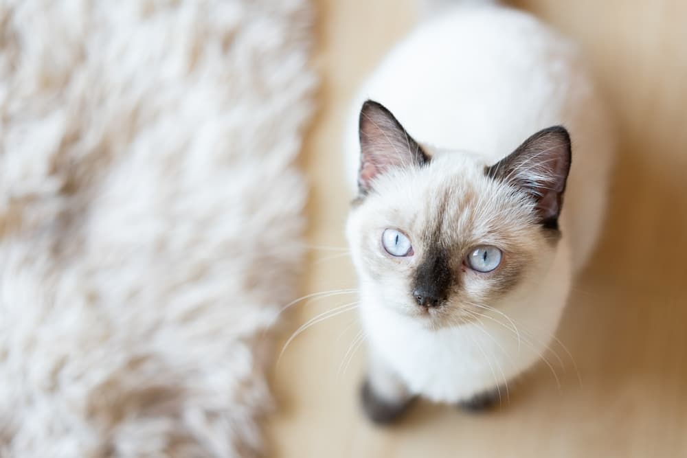 Cat looking up next to rug