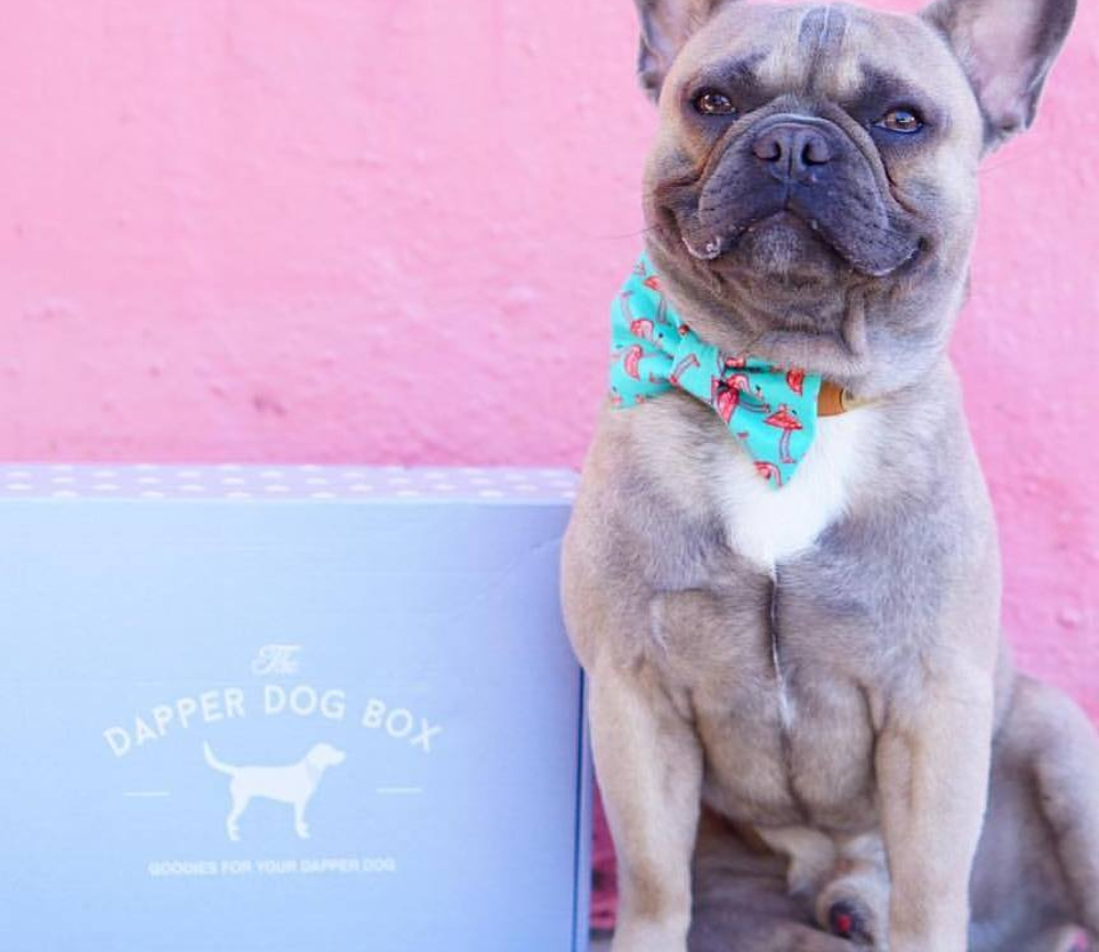 Dapper Dog Box