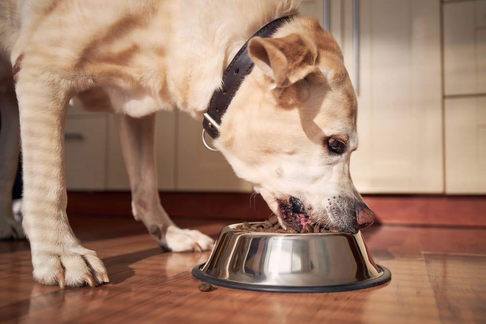 Chien mangeant de la nourriture dans son bol