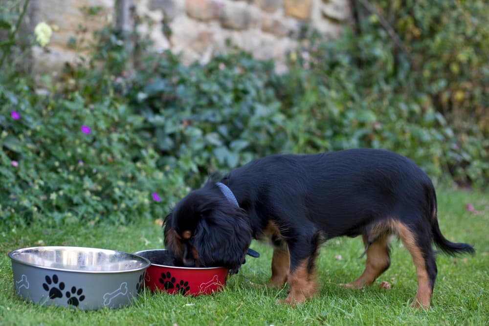 Dog eating food from a bowl