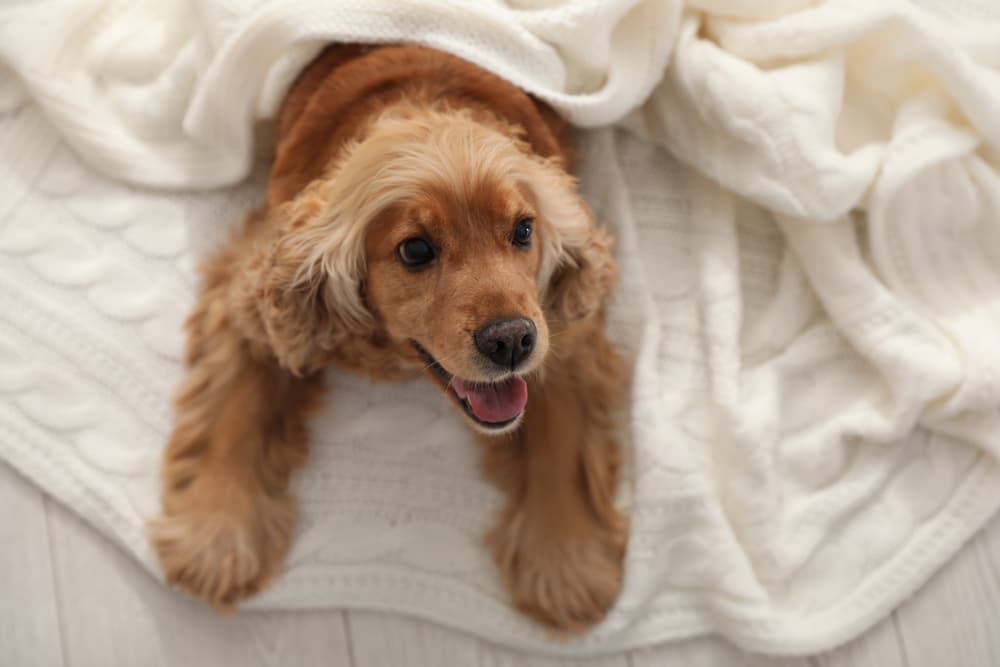 Happy puppy laying under a blanket