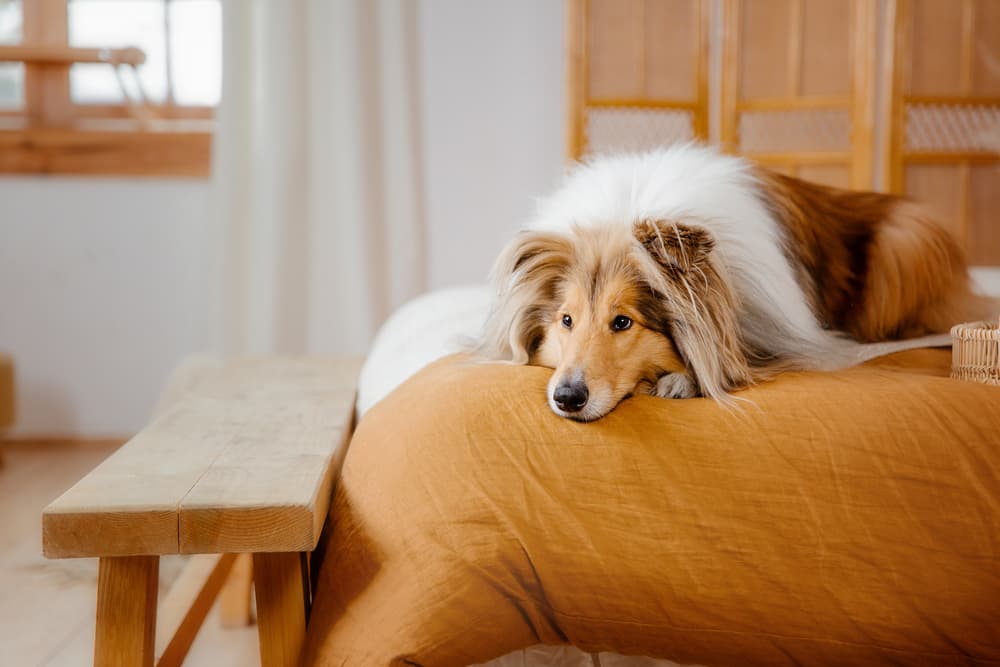 Furry collie dog laying on the bed
