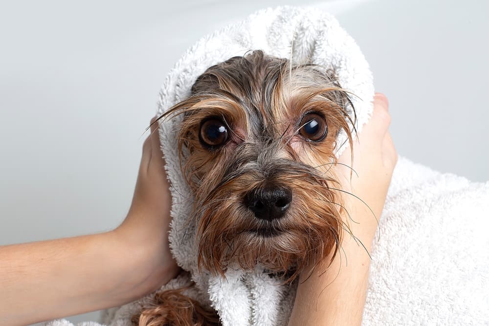 Dog being toweled off after a bath