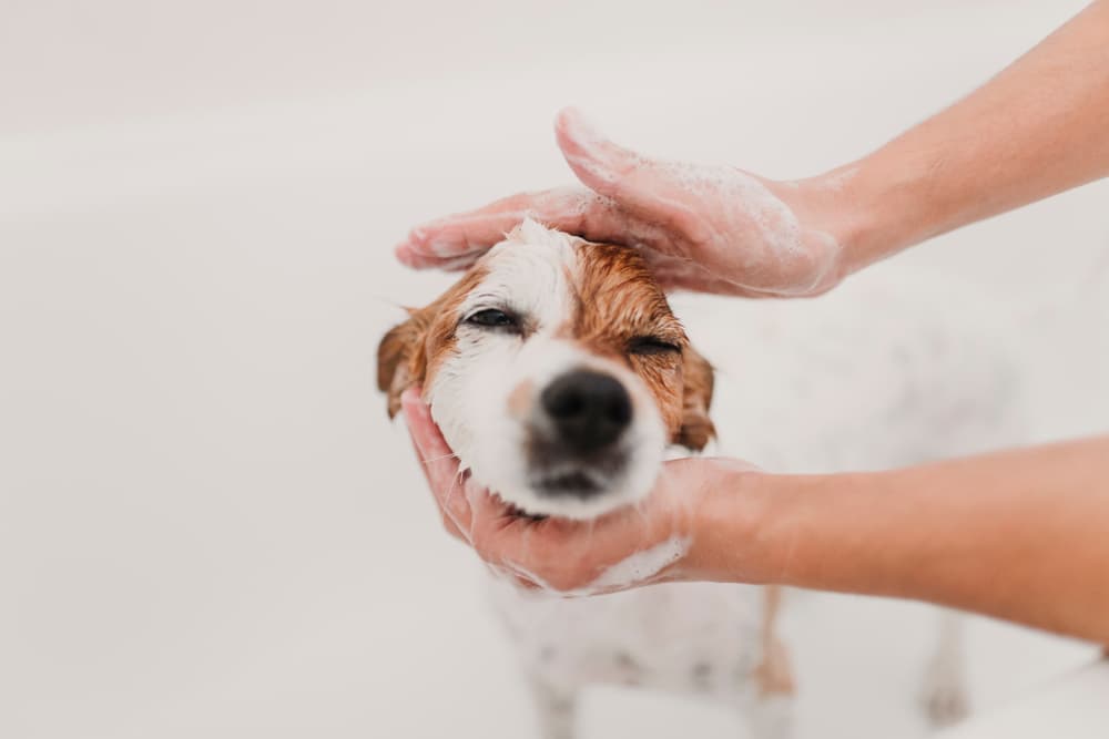 Dog being shampooed at home