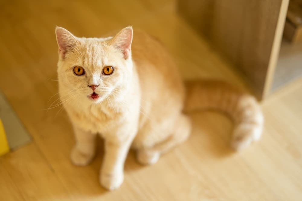 Cat looking to camera with tilted head