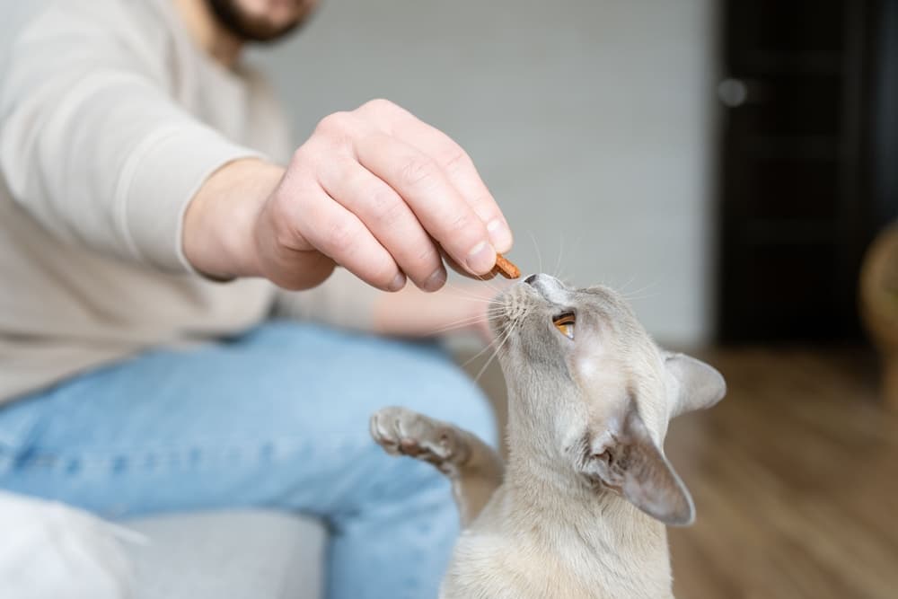 Cat getting a treat from owner