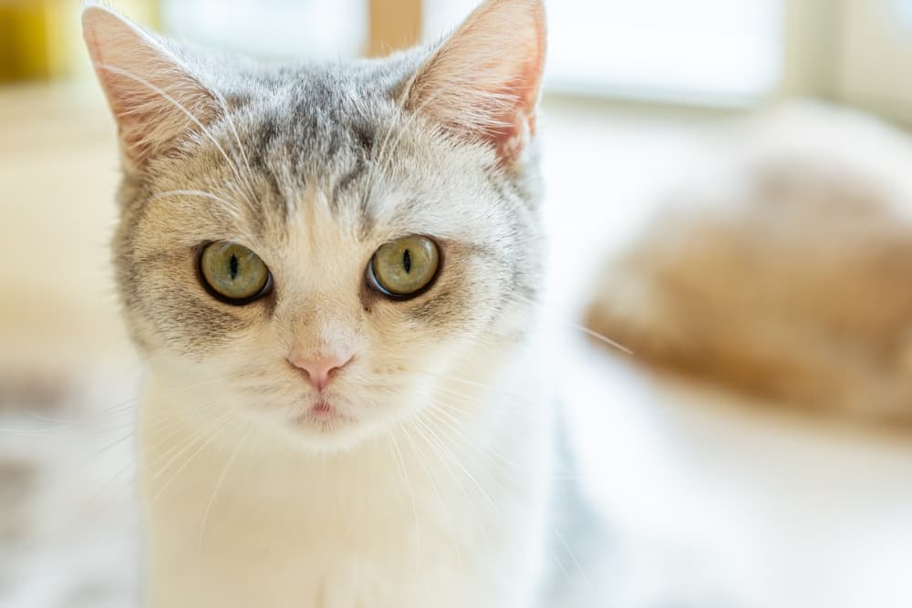 Close up of sweet cat's face