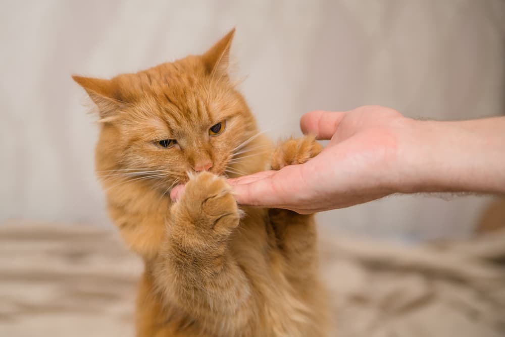 6 Diabetic Cat Treats That Vets Love