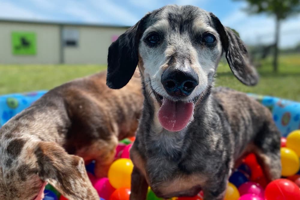 Happy dog in a dog ball pit outside