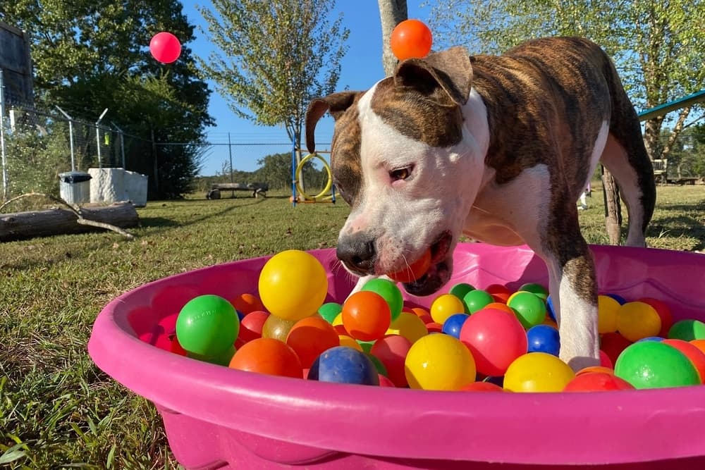 Dog in the ball pit so happy