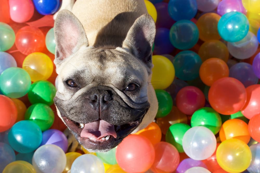 7 Best Dog Ball Pits for Parties and Playtime