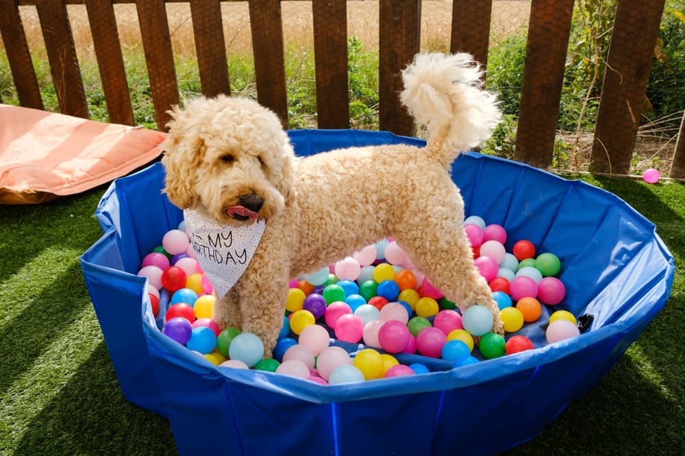 Happy dog in a dog ball pit