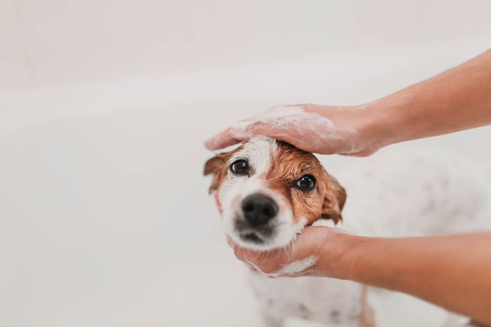 Dog bath tub with dog getting shampooed