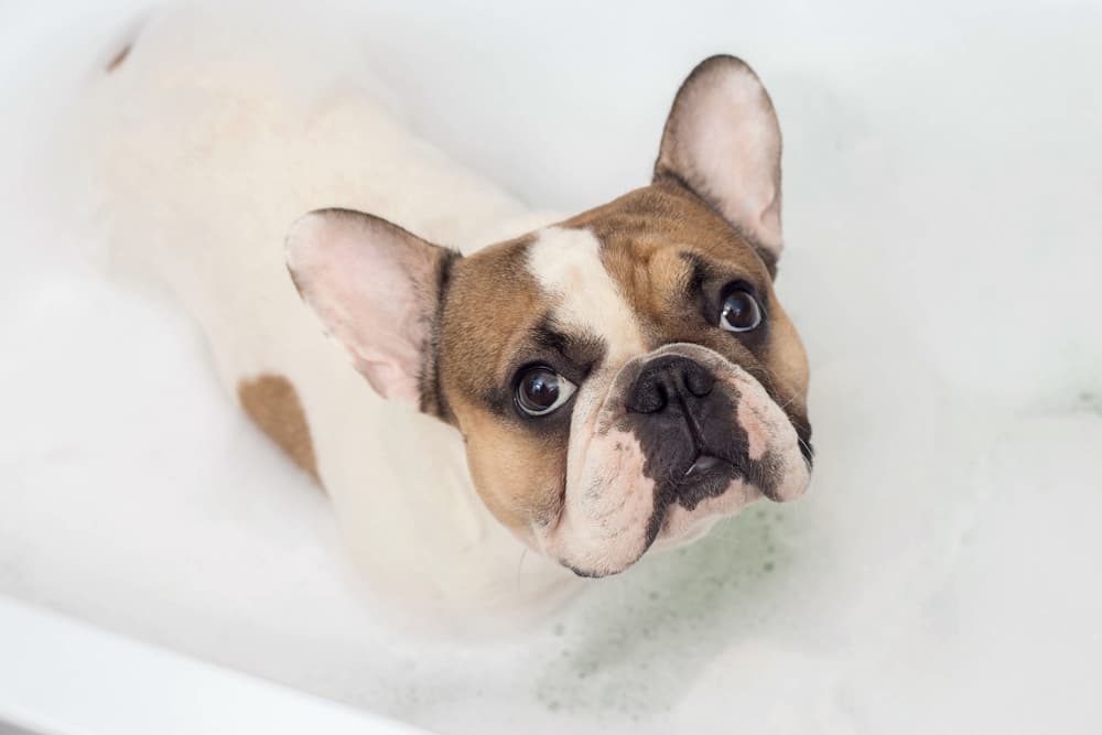 6 Best Dog Bathtubs of 2023