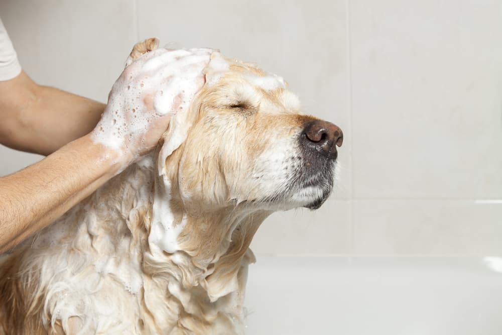 Dog having a bath in a dog bath tub