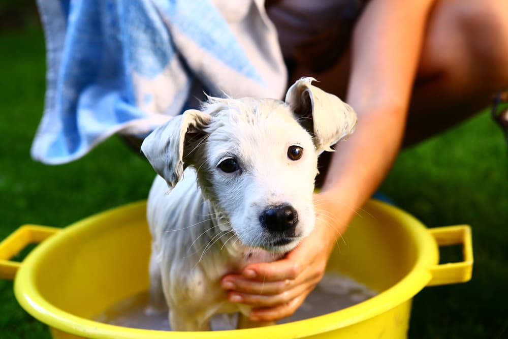 Dog having a bath in a dog bath tub outside