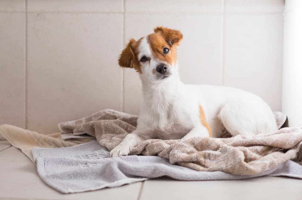 Dog head tilt with dog snuggling in towels