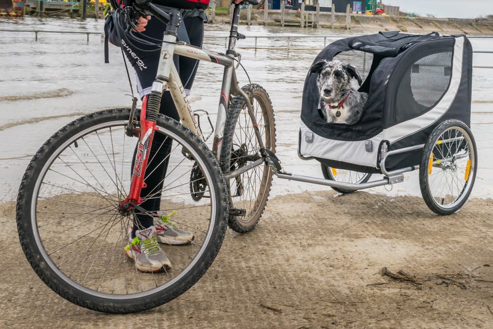 Happy dog with owner in bike trailer