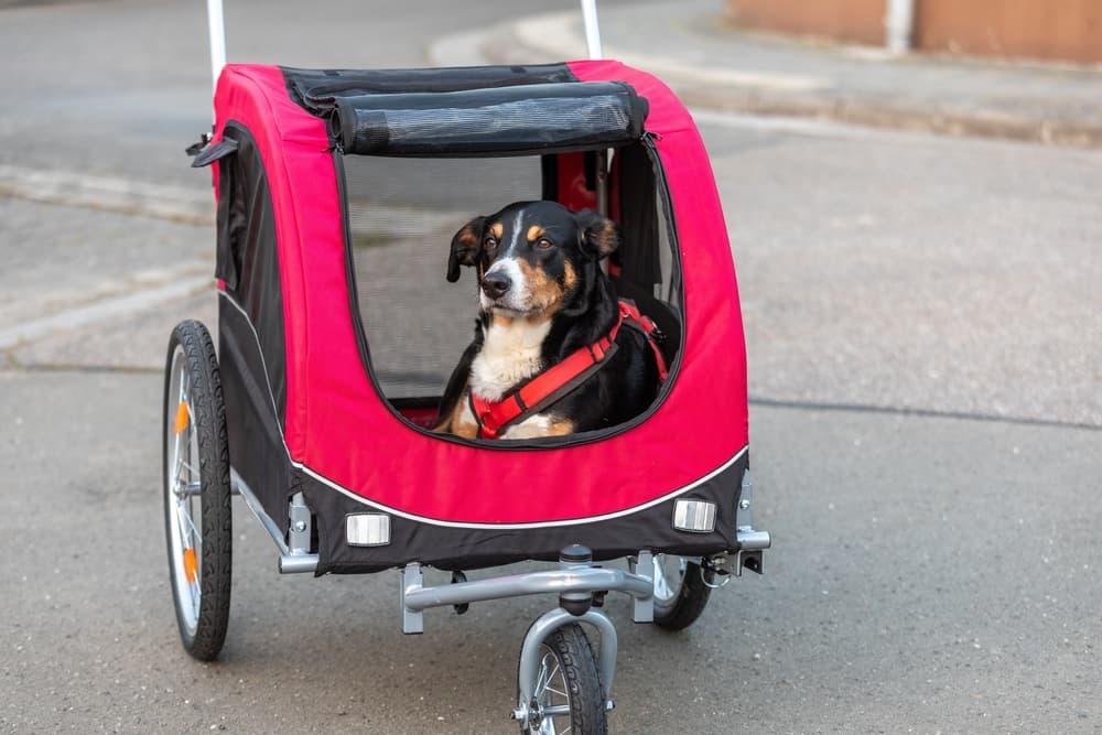 Dog in a bike carrier
