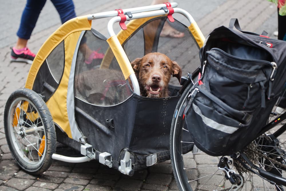 The 6 Best Dog Bike Trailers for Outdoor Adventures