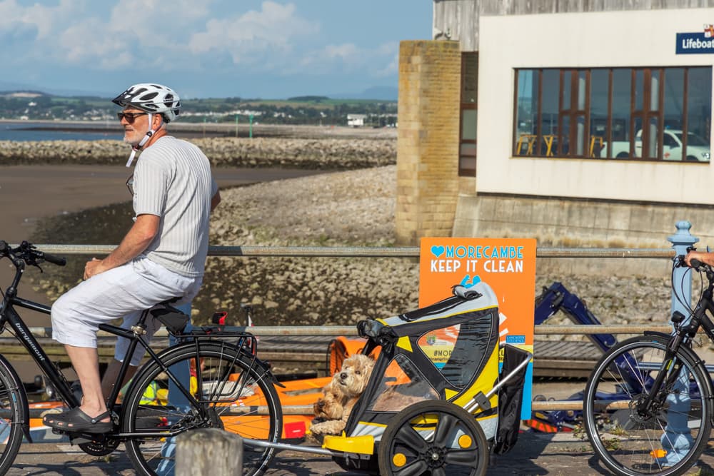 Happy dog outside in a bike trailer