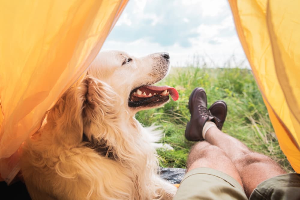 Dog Camping Gear: 6 Essentials You Need to Pack