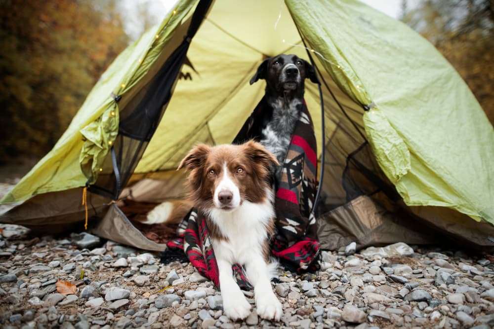 Two dogs coming out of a tent on a camping trip
