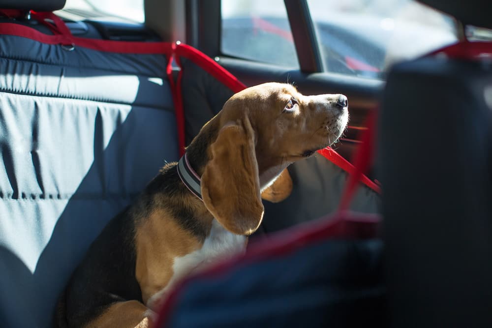 https://www.vetstreet.com/wp-content/uploads/2023/05/dog-car-hammocks-faq.jpg