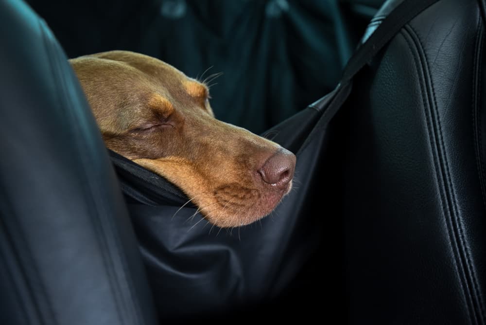 Dog asleep in the backseat of the car in a dog hammock